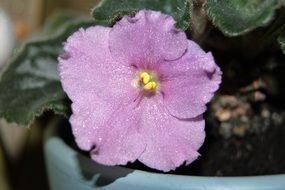 closeup photo of purple violet in a pot