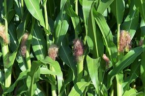 corn as a crop