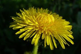 Sonchus Oleraceus, dandelion, macro