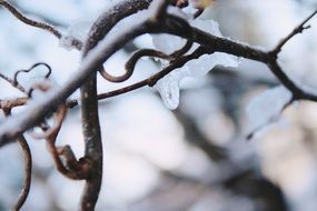 frozen Branch Road Winter season