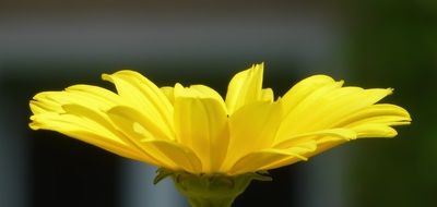 wallpaper with yellow blossom