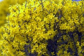 magnificent Forsythia Flowers