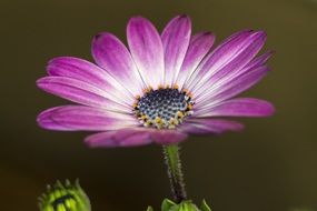purple african daisy in the garden