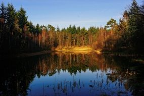 forest is reflected in the lake