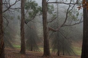 incredibly handsome Forest Fog
