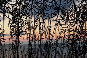 landscape of Reeds in lake constance