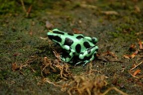 Beautiful frog on Safari