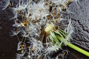 wet dandelion pointed flower