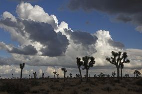 tree silhouettes in Joshua tree national park, USA