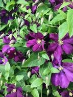 Clematis, purple Flowers, background