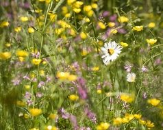 sea of colorful meadow flowers