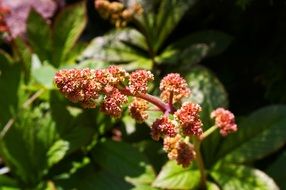 flowering ornamental plant in the garden