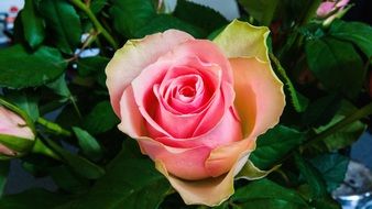closeup photo of perfect Pink Rose bud