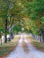 fascinating Avenue Road