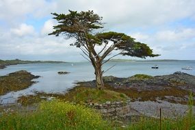 lonely big trre on wild Coast, Ireland