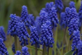 flowering blue geocent in the garden in front of the house