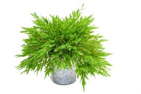 green bamboo leaves in a vase