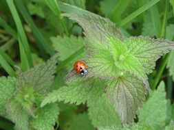 ladybug on a bush of green nettles