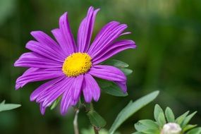 Purple Flower pistil