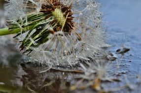 dandelion is reflected in a puddle