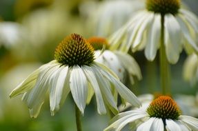 white coneflowers close up