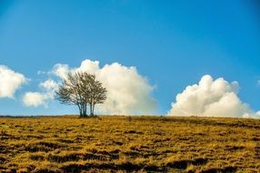 lonely tree on a yellow field on a background of clouds