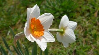 Daffodils Plant