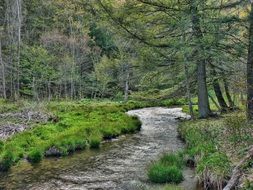 clear brook in Forest at spring
