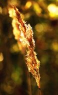 Yellow sagebrush at the sunlight