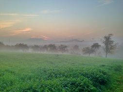 dense fog over a green field