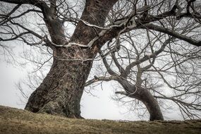 winter trees