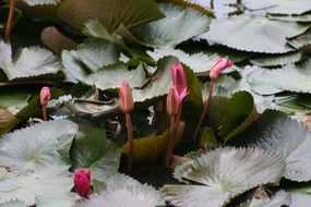 incredibly handsome Lotus Flower