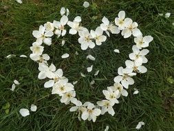 heart of white flowers on green grass