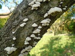 many mushrooms on the bark of a tree close-up