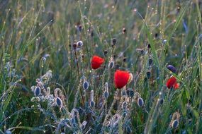 Meadow with red Poppies and water Drops