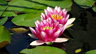 Beautiful blooming water lilies
