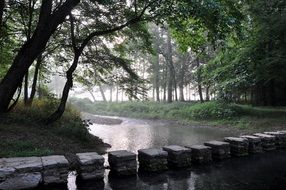 Stepping Stones in a forest in the rain