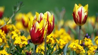 colorful spring flowers in the sunlight
