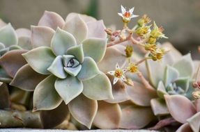 succulent plants in garden