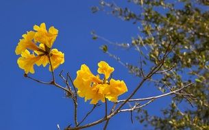 yellow tree flowers nature spring