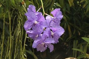 purple orchid flower in the garden
