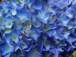 Beautiful and blooming, blue and white hydrangea flowers