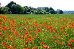 landscape of red poppy field in the countryside in spring