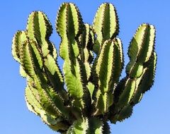 tall Cactus at sky, Cyprus, Park Ayia Napa Cyprus