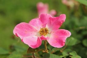 magnificent Pink Rose close-up on blurred background