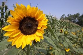close up picture of the sunflower on the field on a sunny day