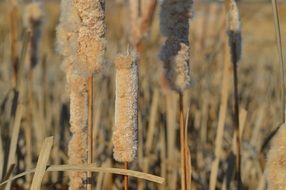 Cattails in Canada