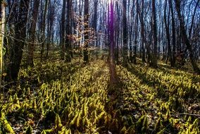 Spring forest in France