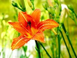 orange lily with six petals close-up