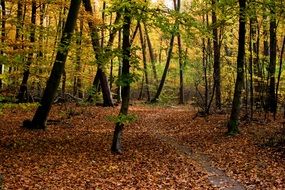 colorful Forest Autumn Mood